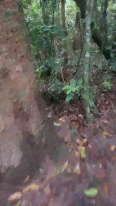 toombrasil